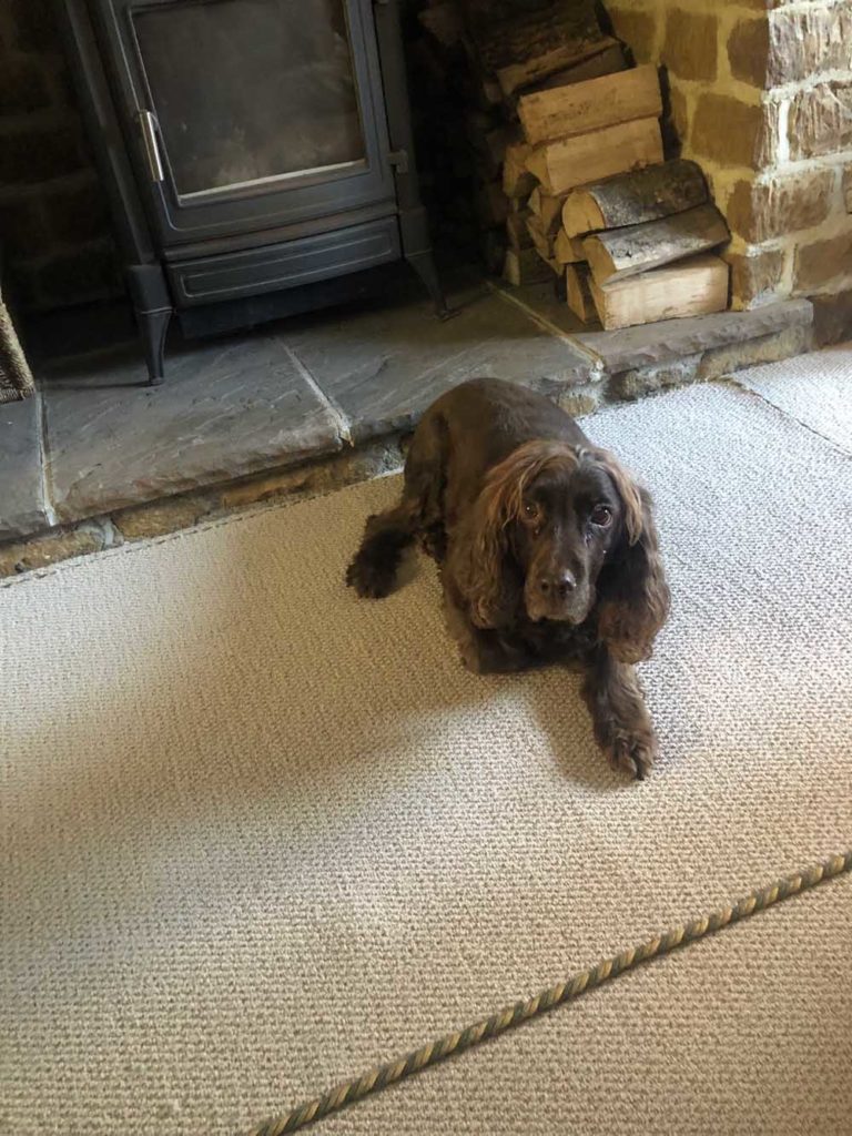 Bespoke cream rug, green piping with happy spaniel sitting in it